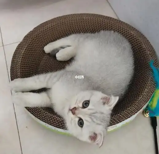 请问这是折耳银渐层吗