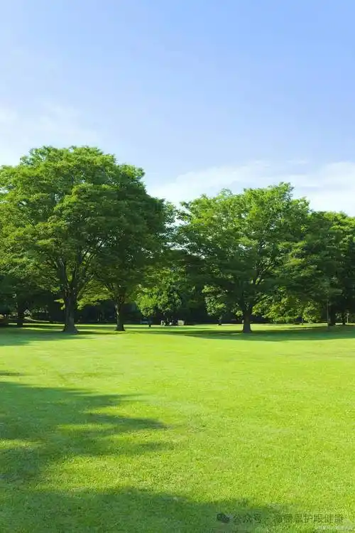 「海俪恩护眼科技」分享壁纸| 干净护眼的绿色系手机壁纸_高清_眼睛