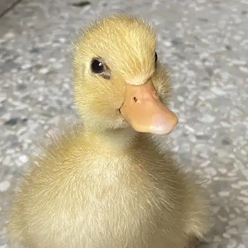 可爱的小鸭鸭!!!