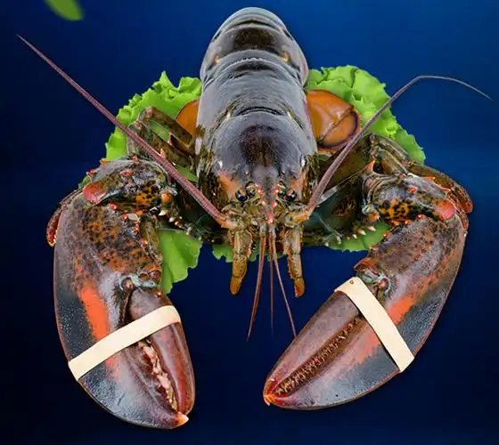 青樱红荔波士顿龙虾 特大号波龙海鲜澳龙鲜活冷冻大龙虾 2750g 50-115