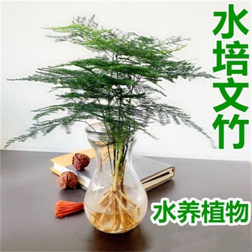 【水培文竹】室内绿植花卉盆栽水培植物青客厅水培盆景 三年文竹 幸福