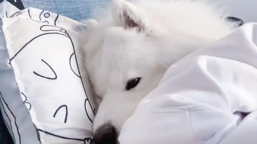 暖心,萨摩耶窝在主人怀里,简直就是个爱撒娇的大毛孩子!