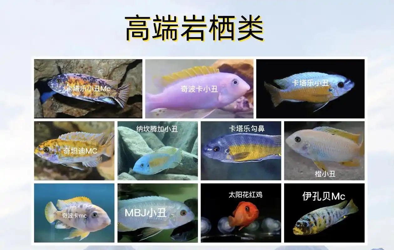 照片是图鉴,上面的鱼都有苗子,欢迎私聊.#三湖慈鲷 #水族  - 抖音