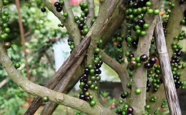 就是物以稀为贵,嘉宝果树的生长期这么长,要10年的时间,才能结出果实