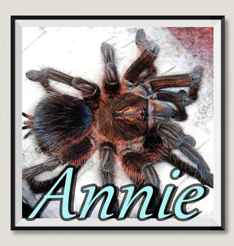 红岛食鸟蛛网红宠物蜘蛛超高人气pho属经典品种