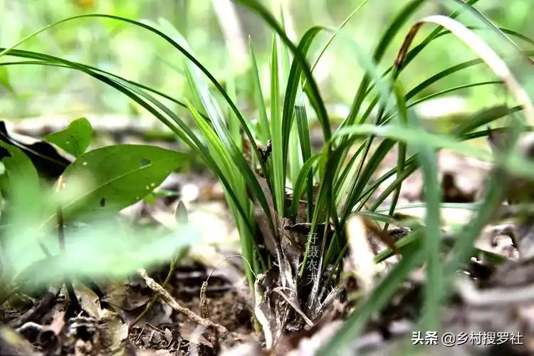 野生金边兰草值多少钱(遇到这样的野生兰花艺草) - 价格百科