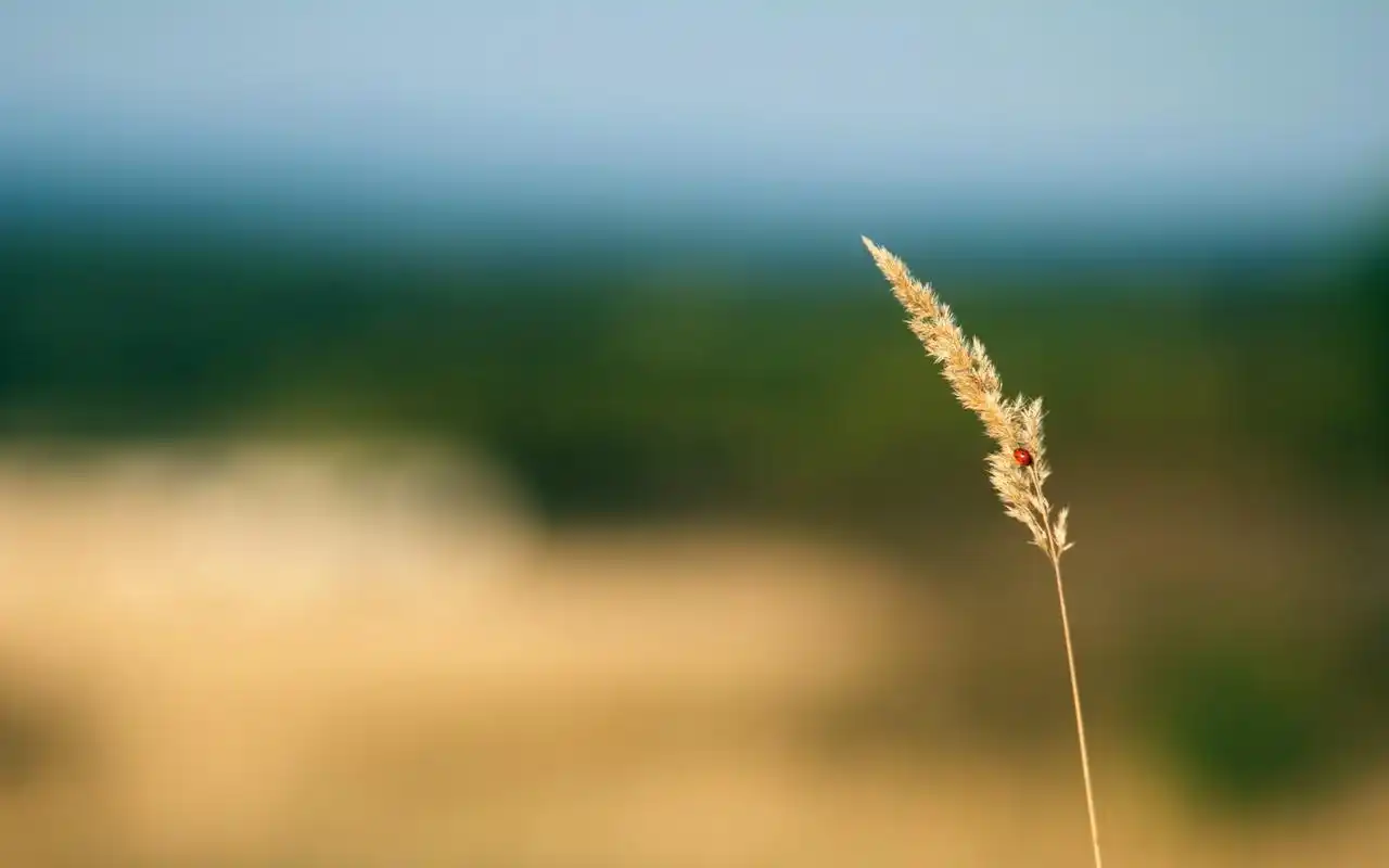 清新唯美意境高清摄影图片壁纸