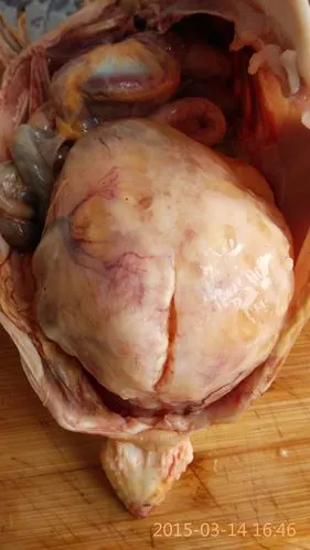 鸡黄【鸡宝】怎么鉴定,求收购部门,欢迎专家鉴定