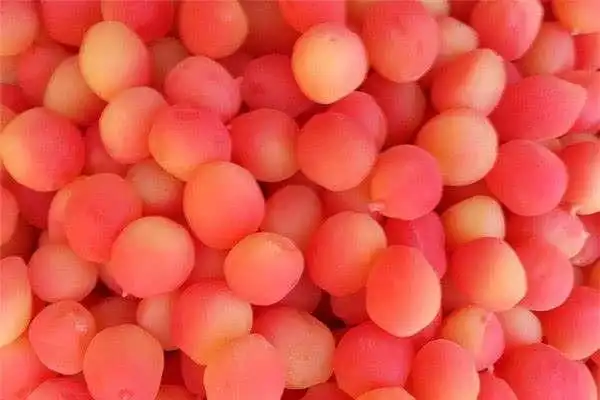 金西梅是什么水果营养价值高吗