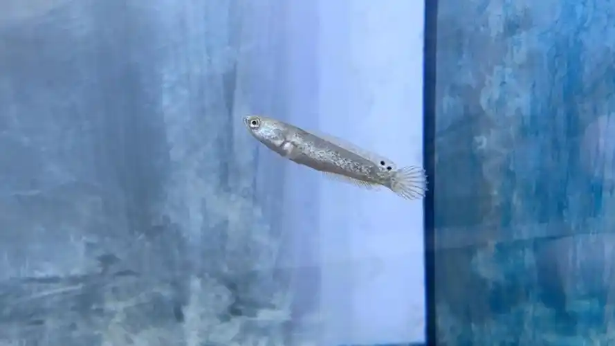 4条酒红雷龙苗子的养成记录(1)