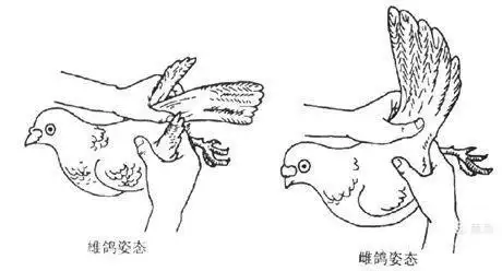 鸽子区分公母的方法