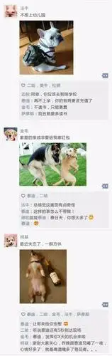 如果狗狗也有朋友圈,简直笑死了,泰迪真的太污了