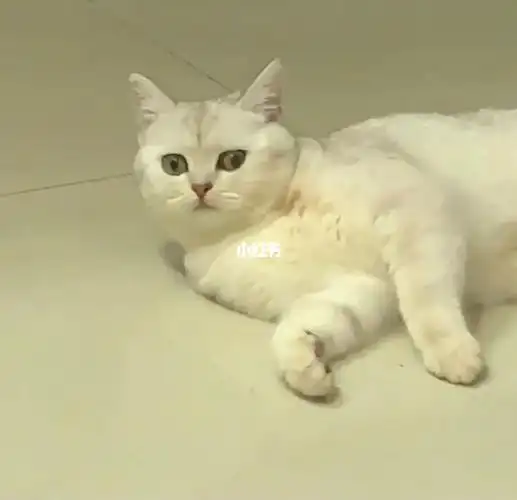 银渐层母猫配种啦仅限杨凌