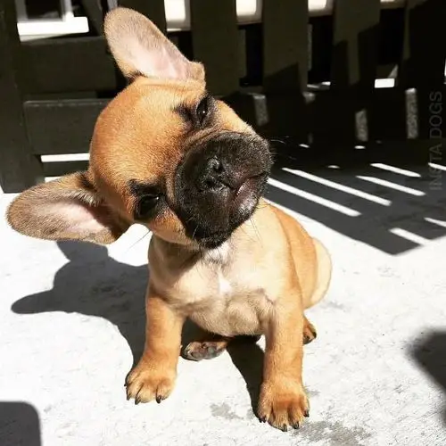 一组傻里傻气的歪脖杀呆萌呆萌的zt