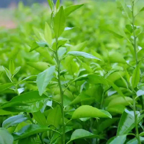 基地直销批发沃柑幼苗 大量果苗批发价格优惠 幼苗30-50.