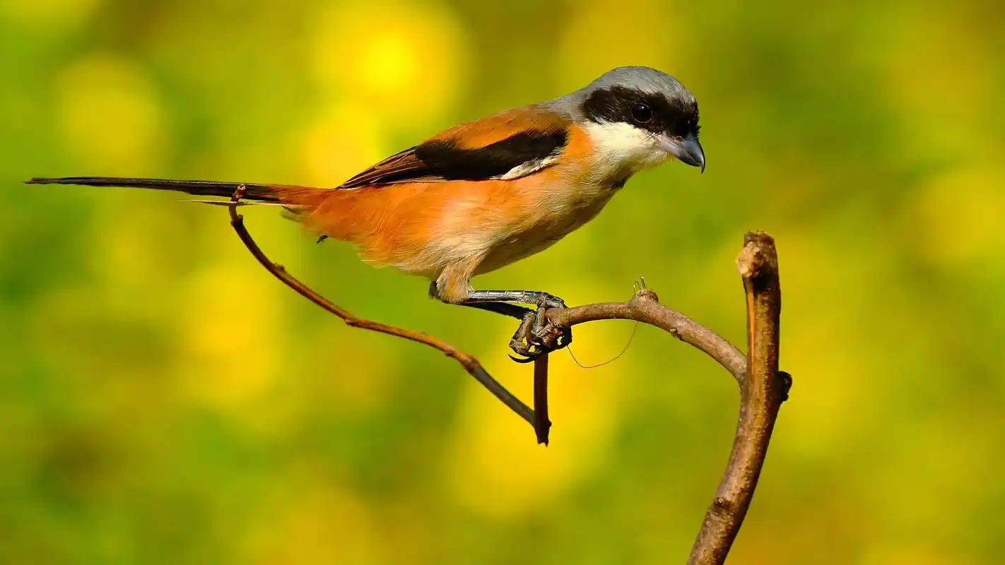 大自然绿色护眼鸟 简介 小猛禽伯劳鸟桌面壁纸