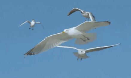 438_262gif 动态图 动图