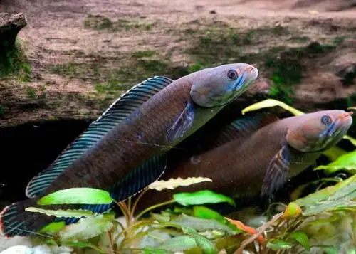 科学家发现的其中一种新品种鳢鱼