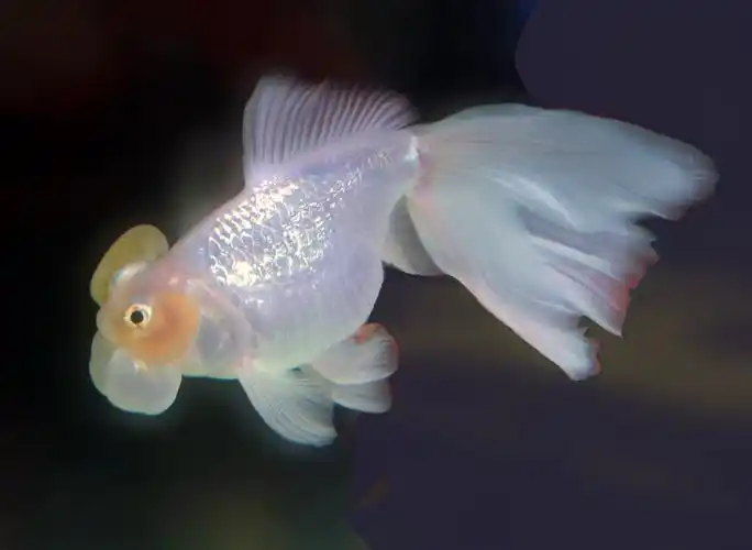 白水泡眼金鱼