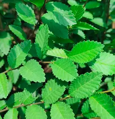 榔榆小苗榔榆苗一年生的榔榆小苗