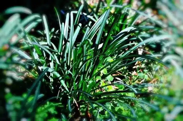 彼岸花叶子图片 彼岸花叶子图片,彼岸花叶子长什么样子 生活