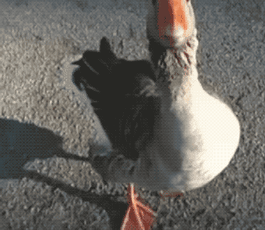 380_330gif 动态图 动图