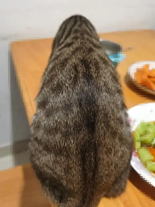 我觉得我的麻猫子像炒糊的瓜子