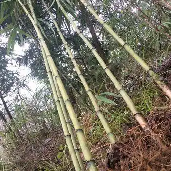 刺竹 贵州特有品种真正带刺的竹子