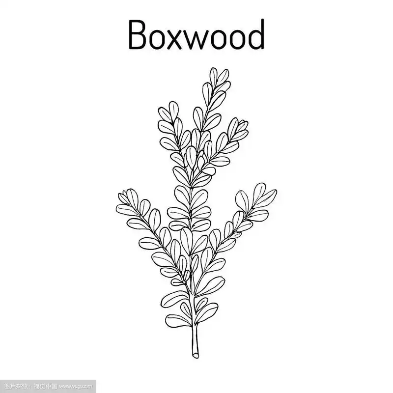 黄杨木永久黄杨或欧洲黄杨木