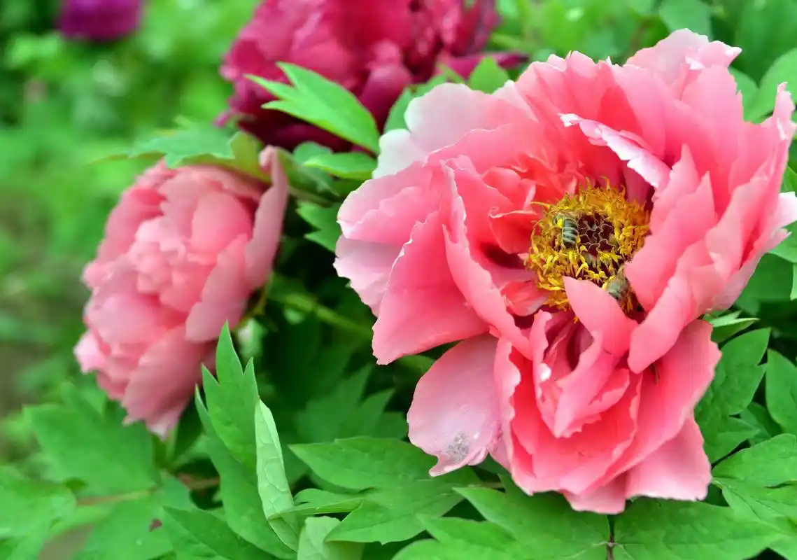 富贵风流牡丹花图片 - 第7张