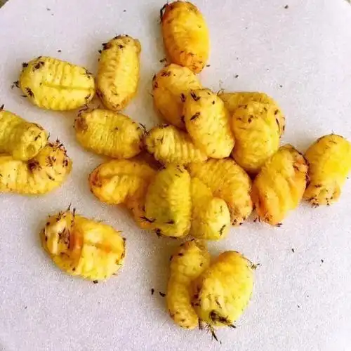 洋拉灌小伙东北特产野生杨辣子罐波刺毛一份100克包邮童年的回忆