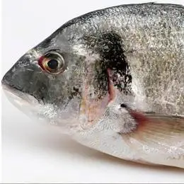 【新鲜捕捞】精选金鲷鱼·三去净重