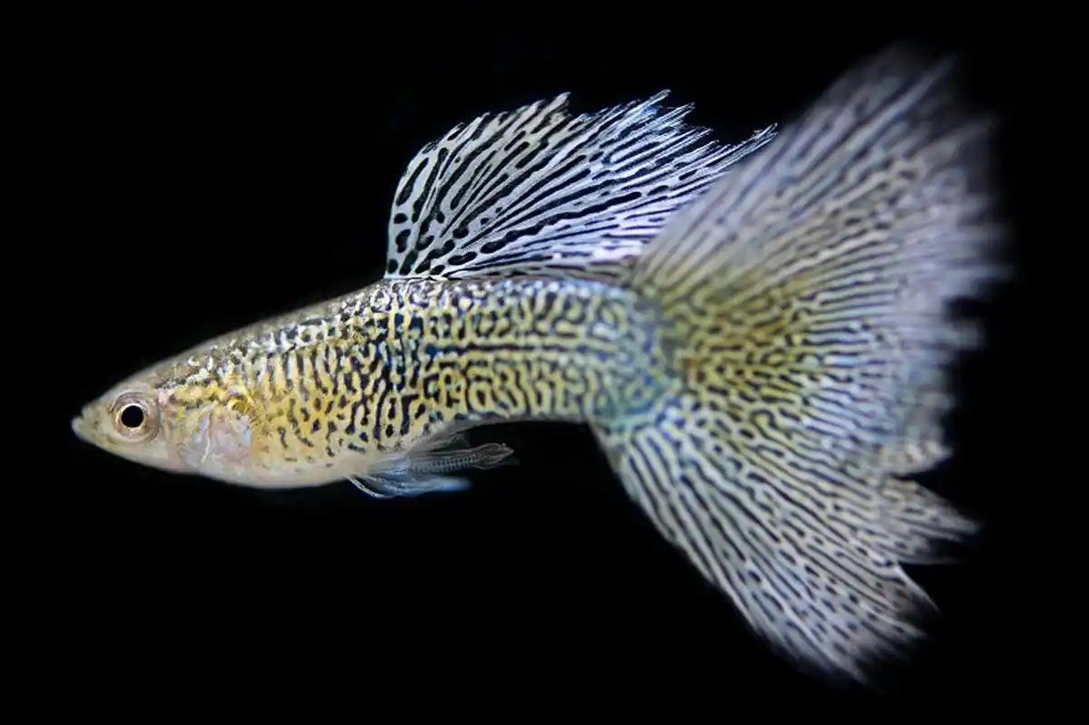 孔雀鱼杂交好不好