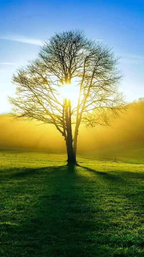 自然,田野,树木,阳光,夏天 iphone 壁纸