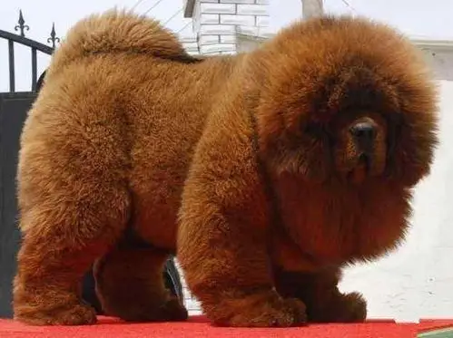 高贵气质王者风范纯种长毛狮头骨量健壮 霸气十足 精品藏獒