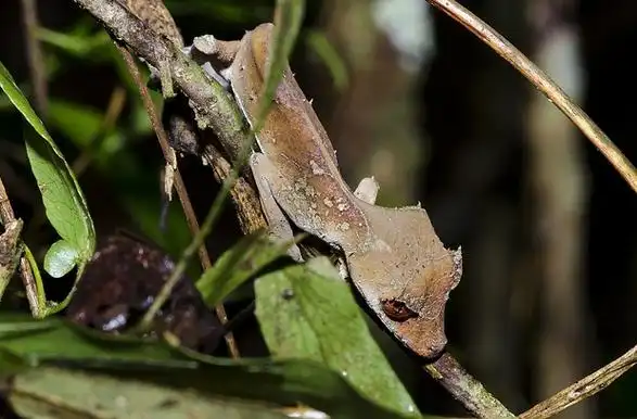 撒旦叶尾壁虎