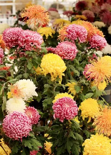 不畏寒霜欺凌盛开,深秋姹紫嫣红怒放——菊花之一