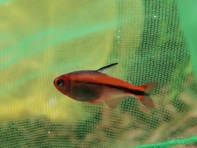 其它红火蚁魔鬼灯鱼