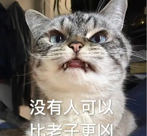 猫咪超凶表情包