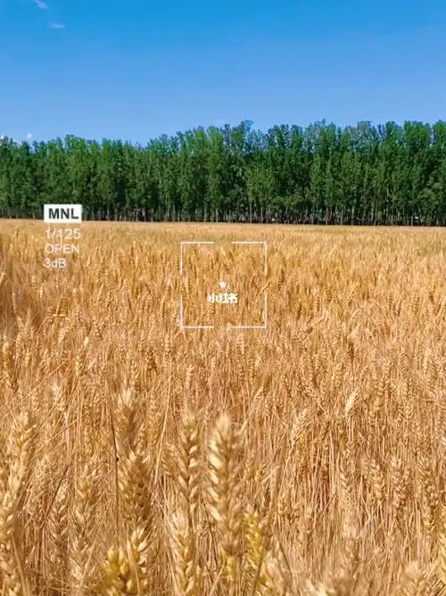 通州的金色麦田风吹麦浪麦穗饱满向上