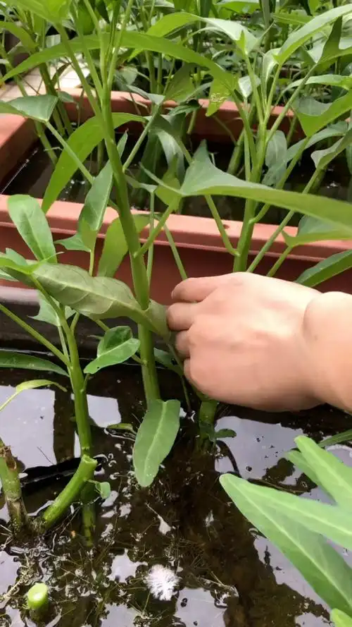 空心菜,种在水里,嫩嘟嘟的