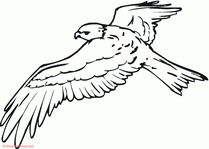 展翅翱翔的鸟的简笔画