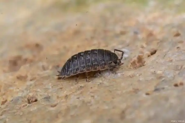 轻松养殖西瓜虫,生态宠物的奇妙世界,开启身边小小的昆虫乐园