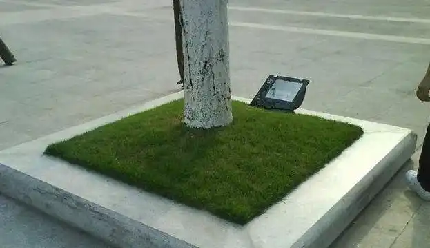 树池竟然用水泥砂浆硬化,合理吗?