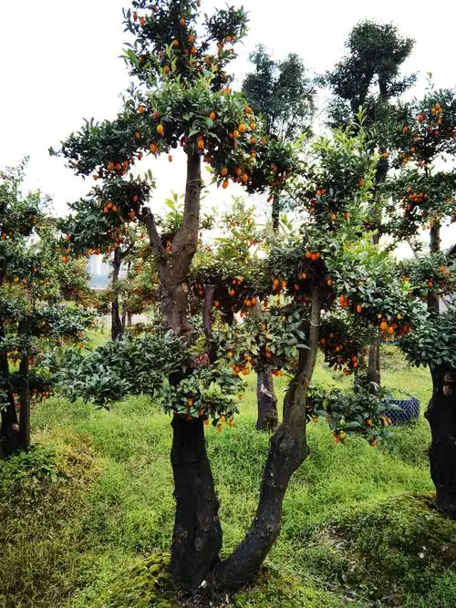 金弹子一百张图片……(请看完)