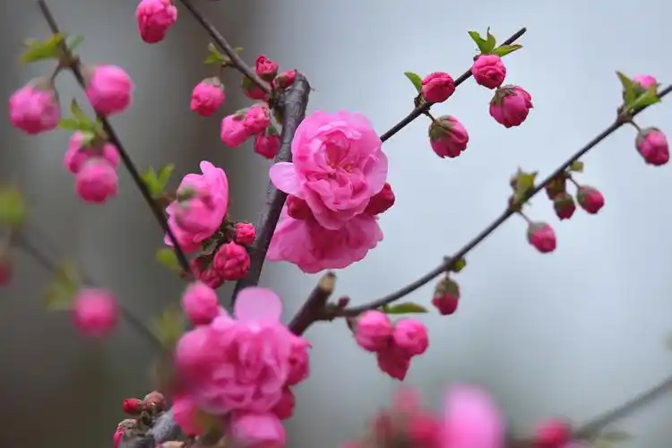 鲜艳靓丽的梅花