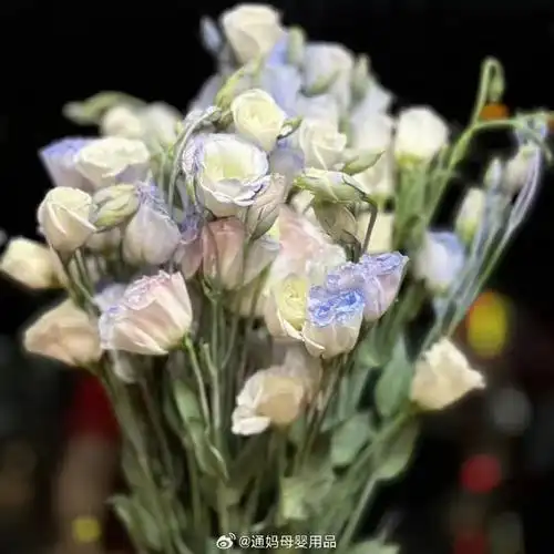 9起,联合方德&逸禾&迪瑞特云南三大名牌基地,甄选优质玫瑰品种