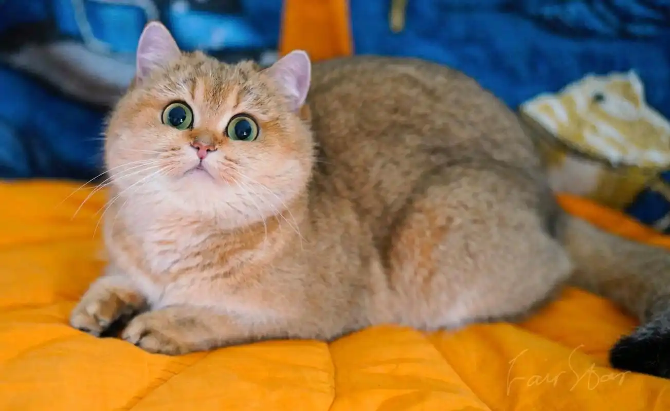 英短金渐层|25色黑金渐层的魅力 25色黑金是大部分繁育人最早接触的