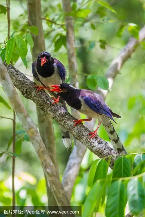 一对红嘴蓝喜鹊