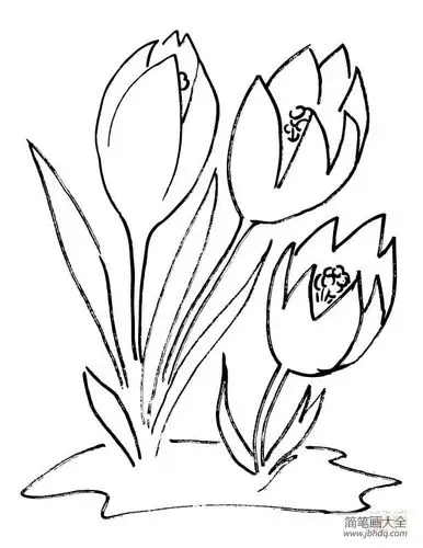 简单的番红花画法_花朵简笔画-简笔画大全